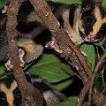 Striped Possums (possibly young ones)<br />Canon EOS 7D + EF400 F5.6L + SPEEDLITE 580EXII + Better Beamer